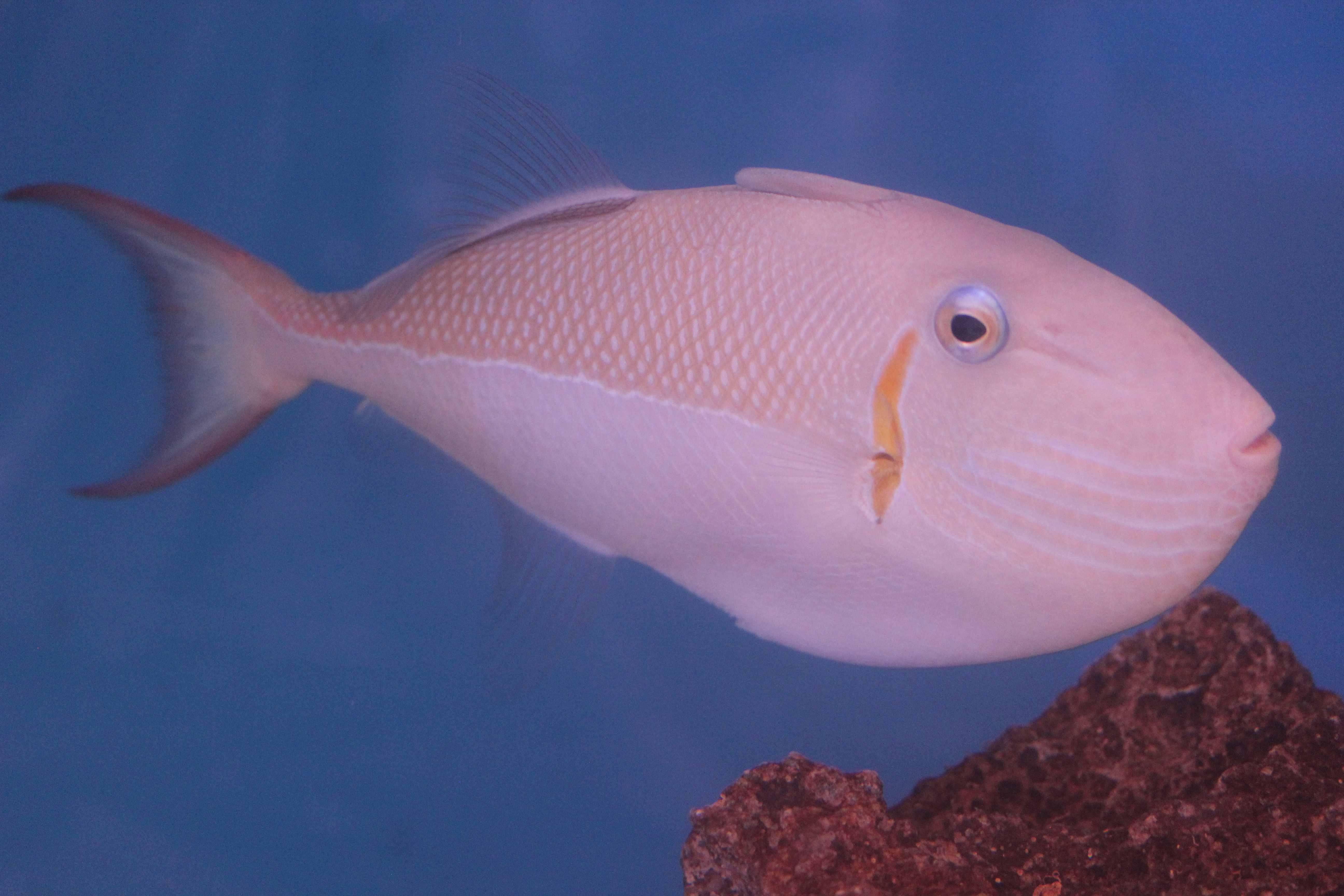  Xanthichthys caeruleolineatus  (Goldback Triggerfish, Pink Triggerfish, Outrigger Triggerfish)